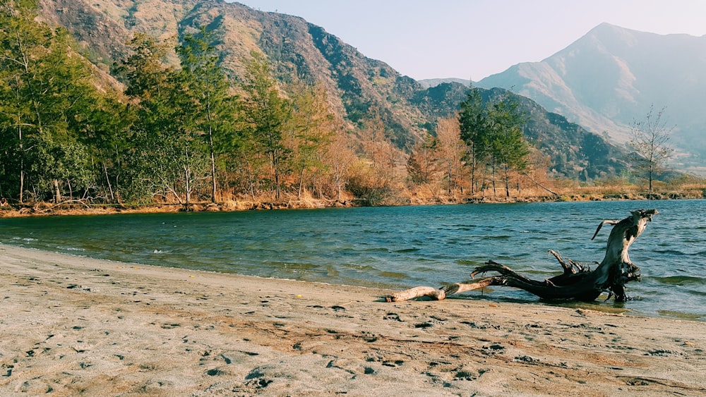 alberi verdi vicino allo specchio d'acqua durante il giorno