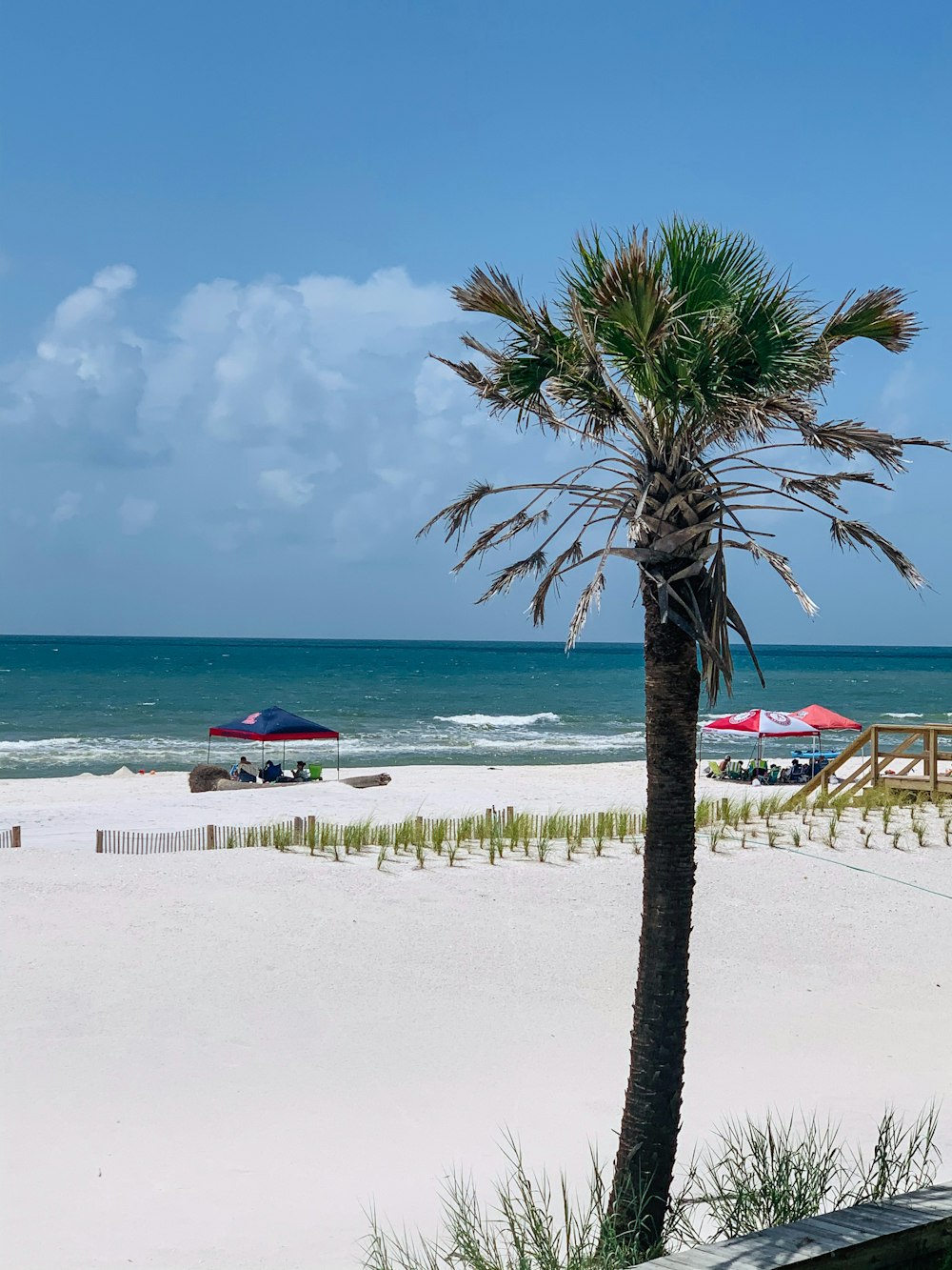 palm tree on beach shore during daytime