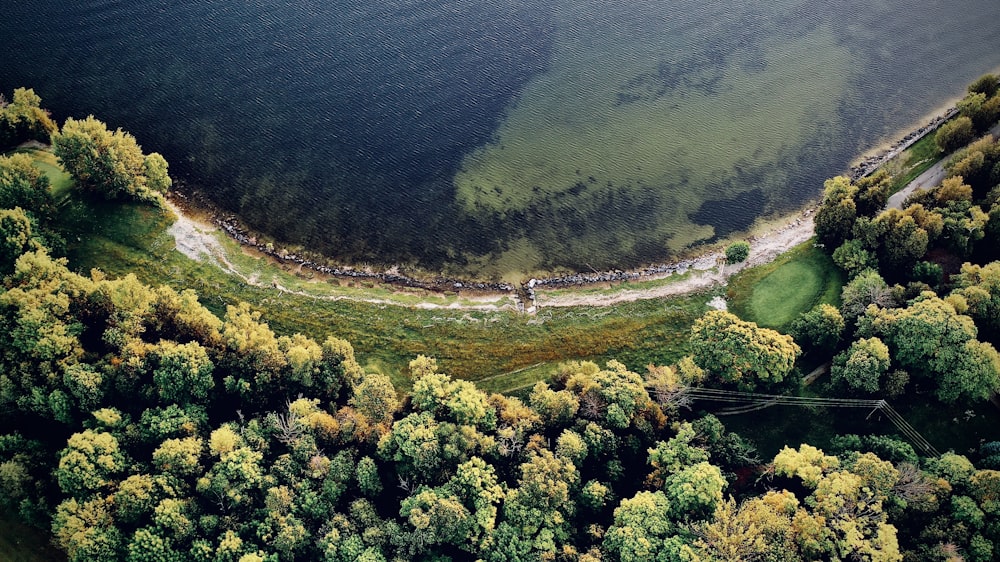 green trees near body of water during daytime