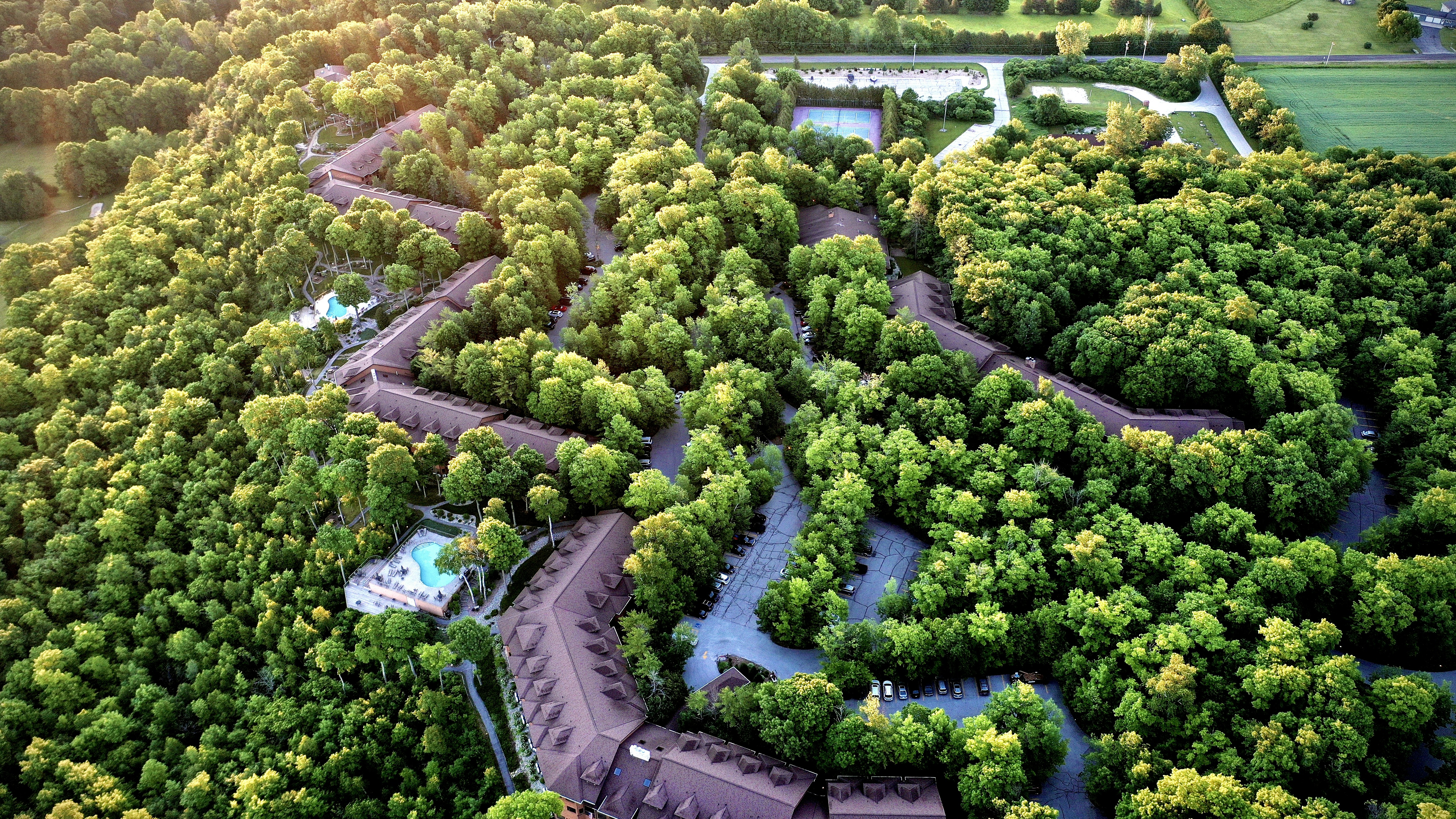 aerial view of green trees and plants during daytime