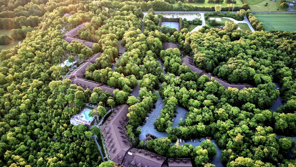 aerial view of green trees and plants during daytime