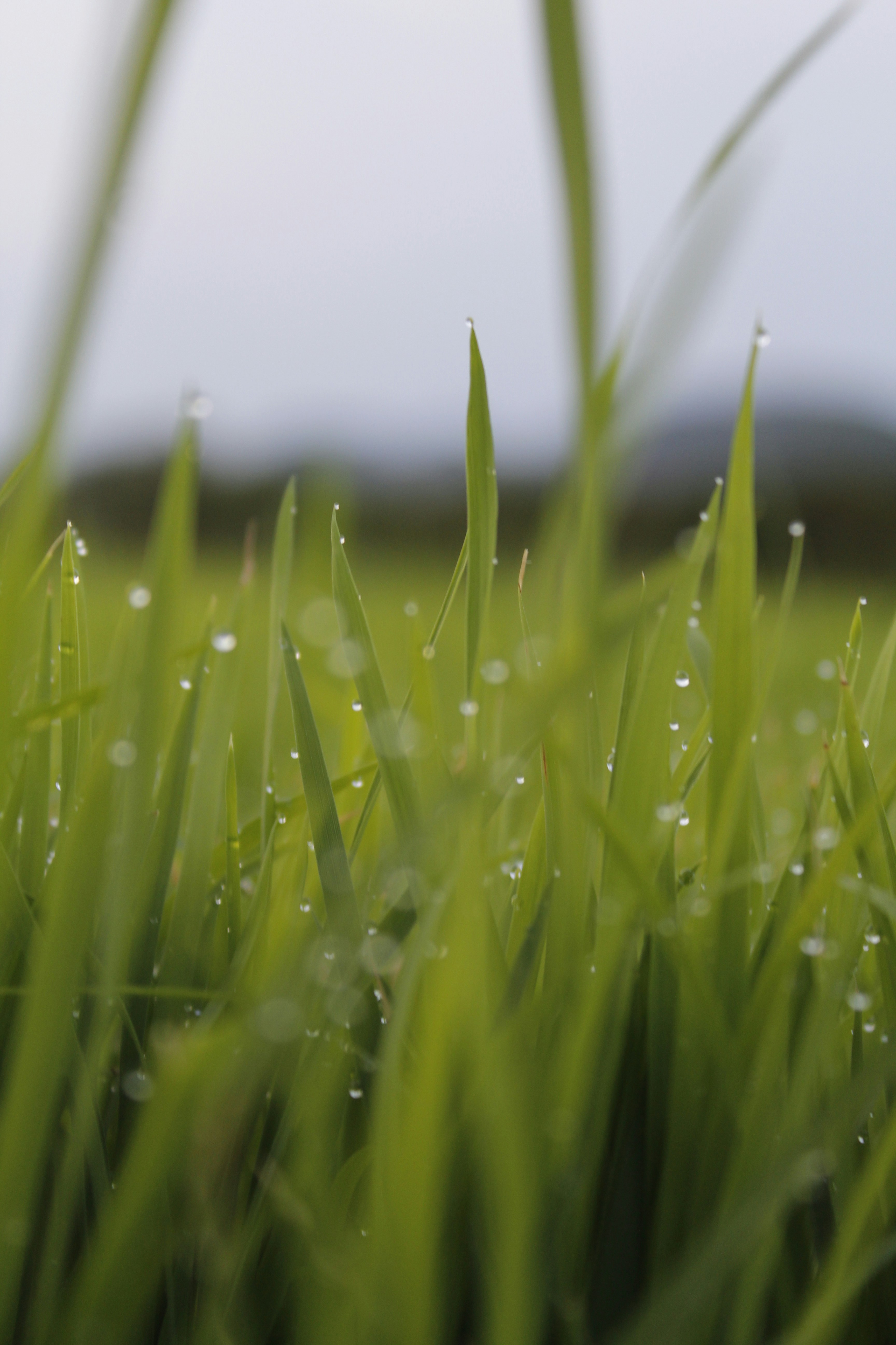 Photo by princeprasad