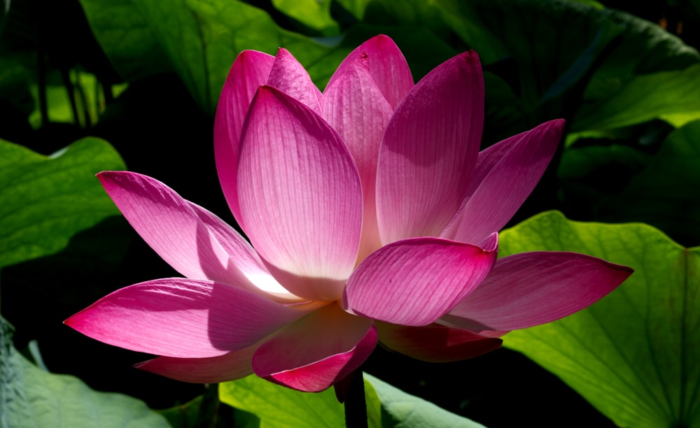 pink lotus flower in bloom during daytime