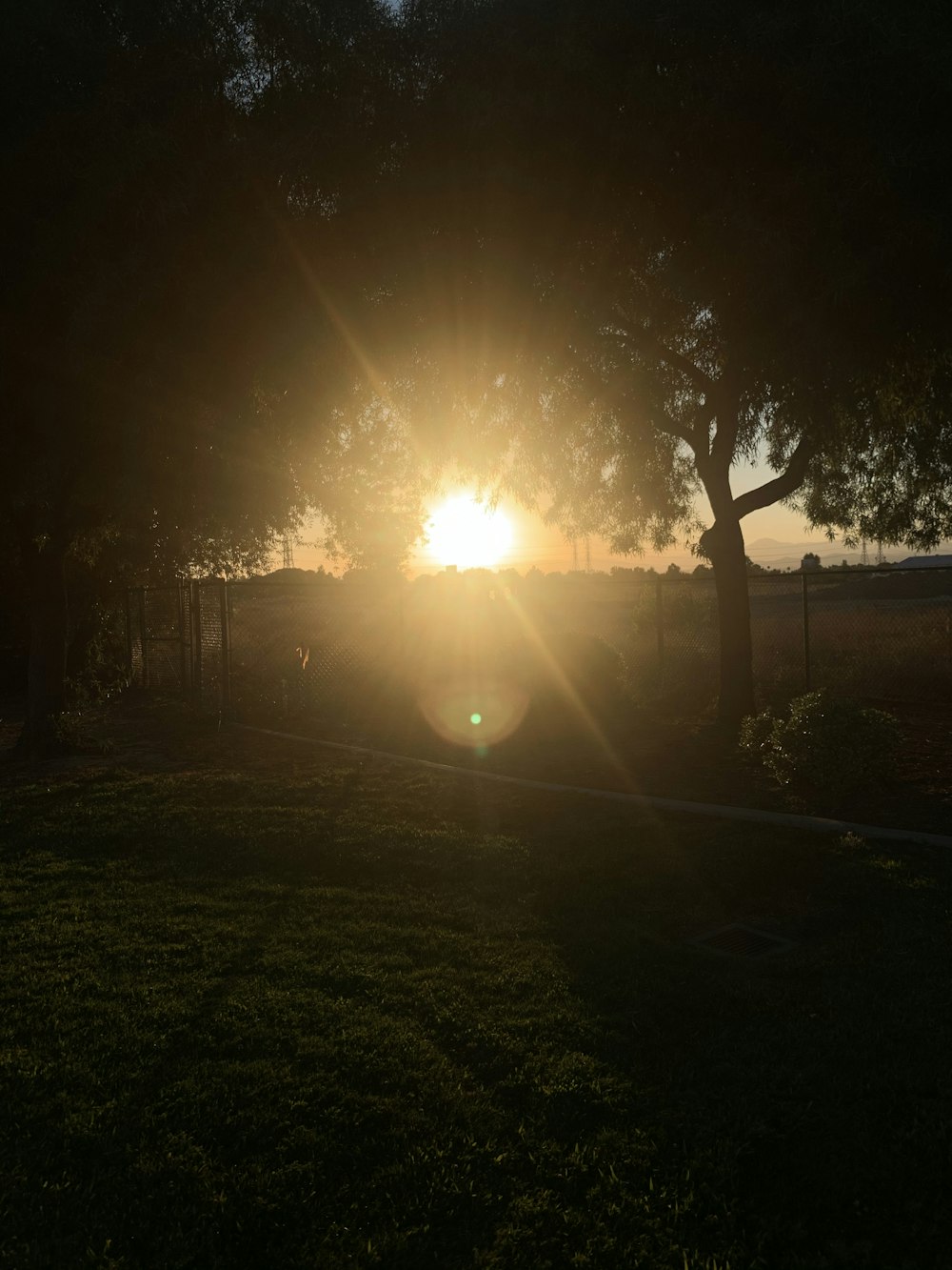 sun rays over trees and grass field