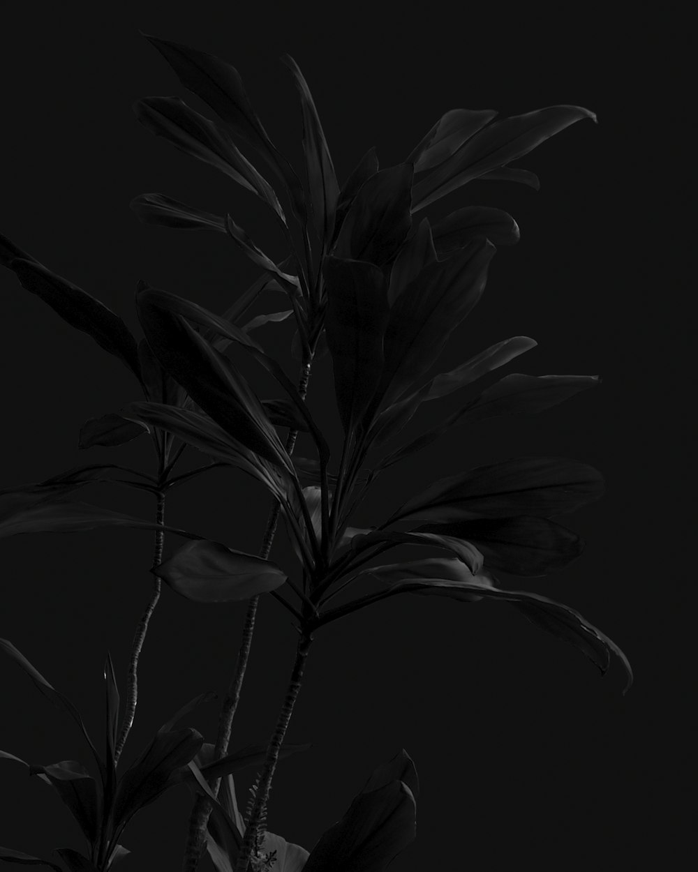 grayscale photo of flower in bloom