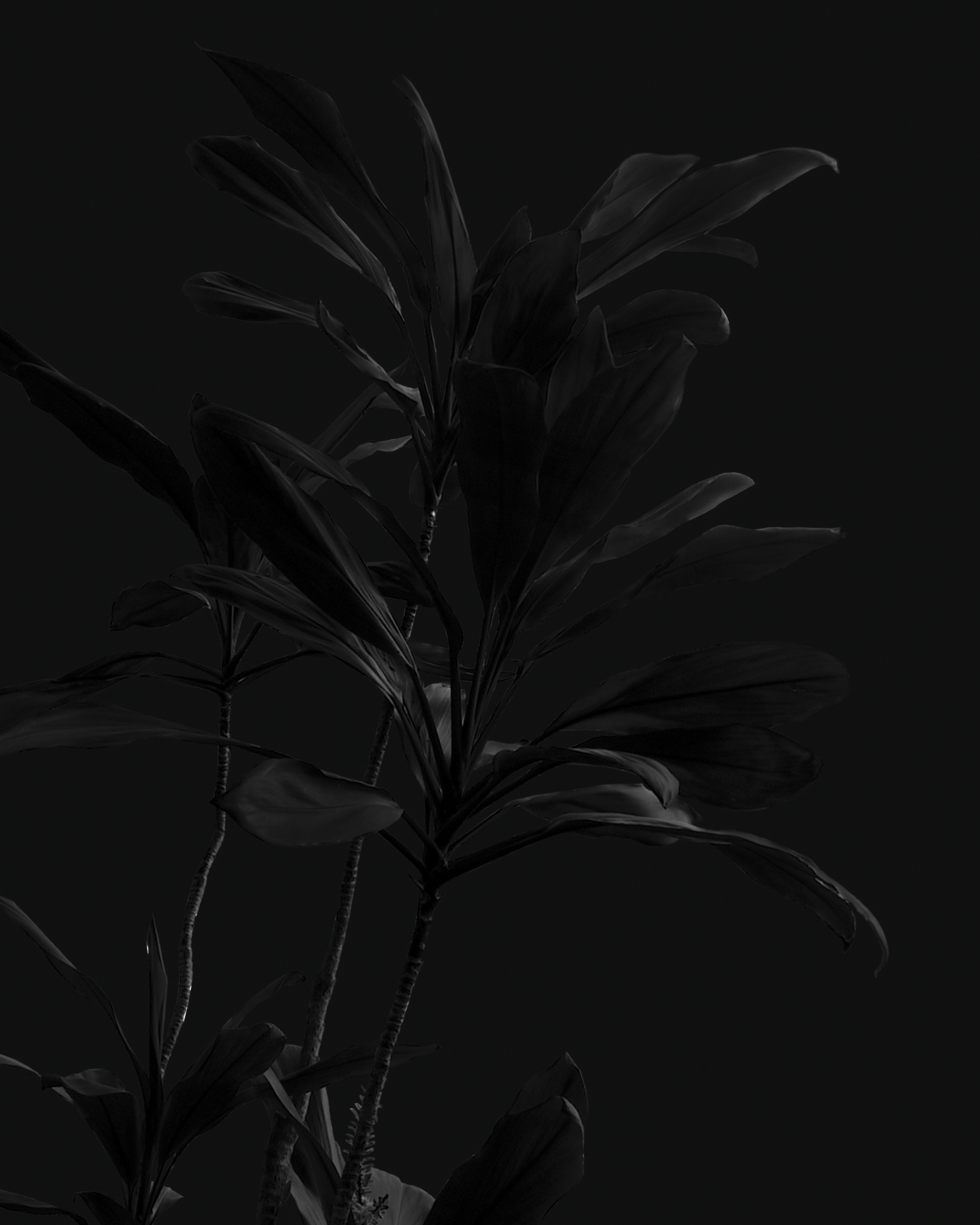 grayscale photo of flower in bloom