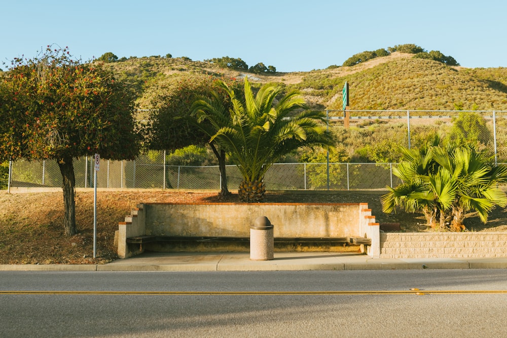 green palm tree on gray concrete road