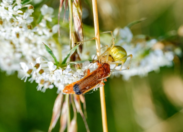 A green spider appears to be catching or interacting with a red-orange insect on a plant stem. The background is filled with white flowers and grass, providing a natural setting.