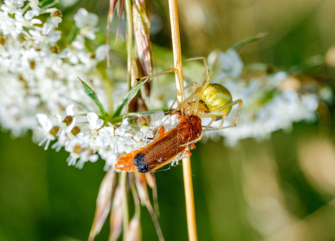 brown and black insect on white flower