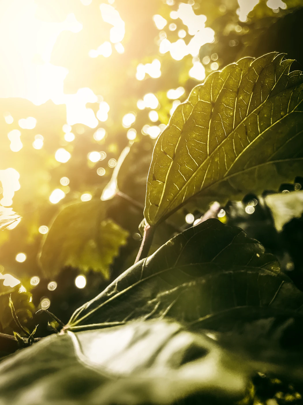Hojas verdes atravesadas por los rayos de sol