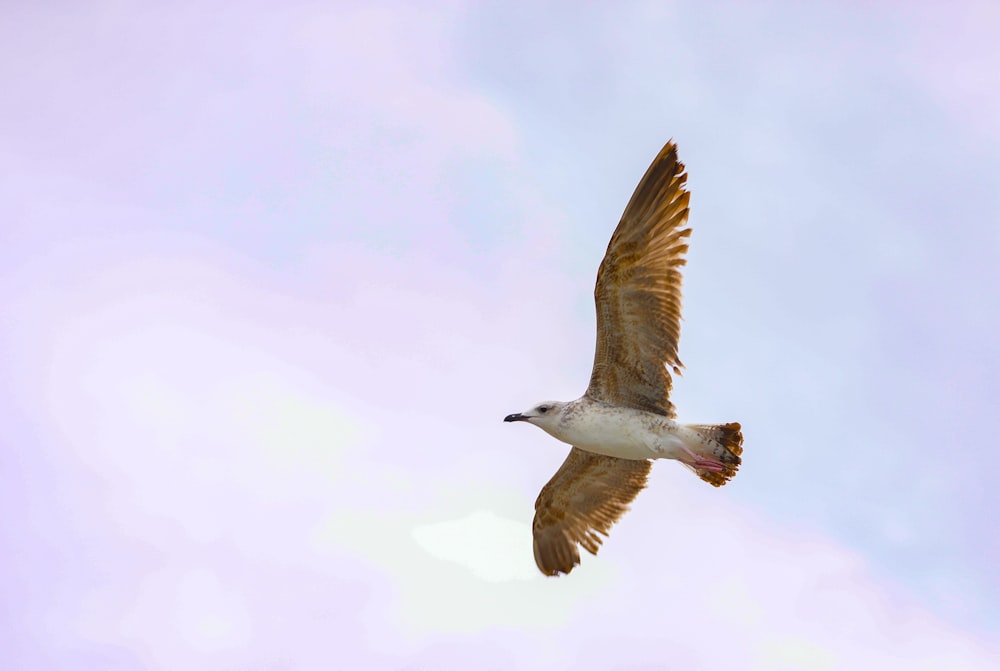 white and black bird flying during daytime