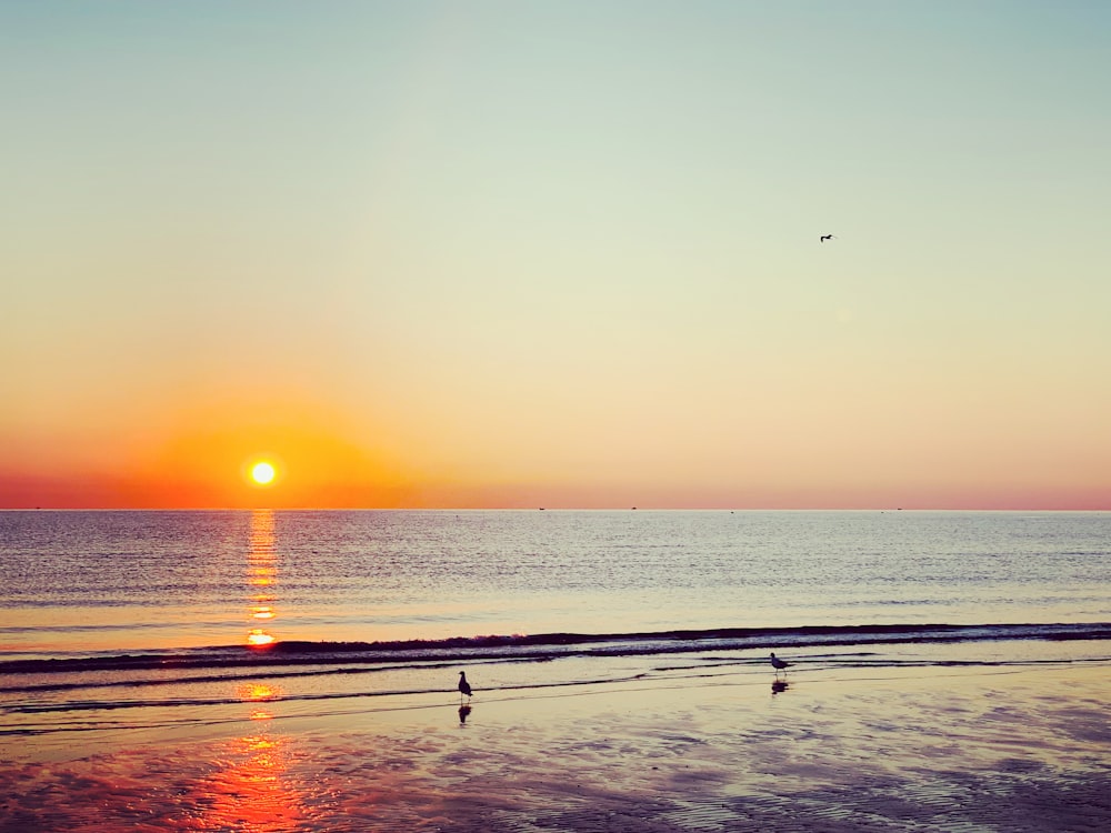 birds flying over the sea during sunset