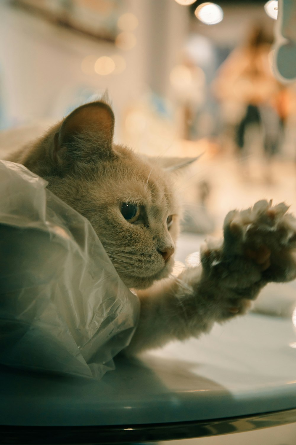 brown cat on white plastic bag