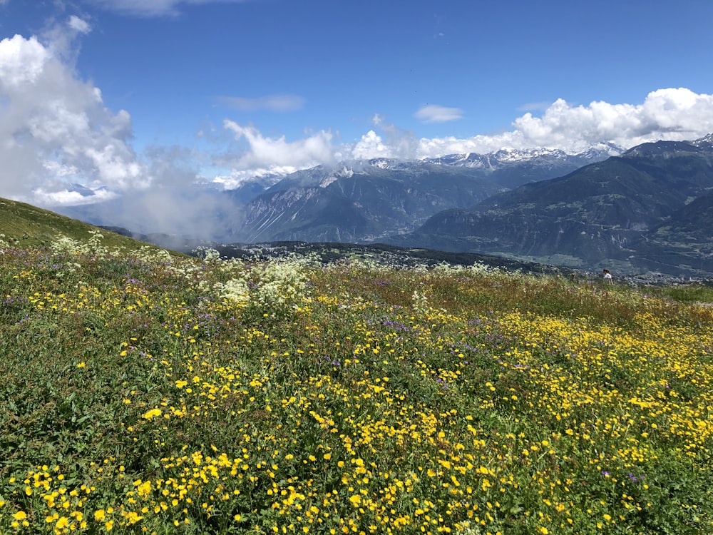 yellow flower field near mountain under blue sky during daytime