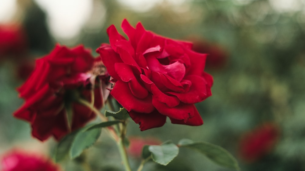 red rose in bloom during daytime