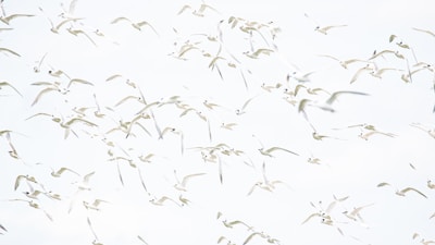 A large flock of white birds with long wings and streamlined bodies is flying against a pale sky. The birds are densely packed, creating a sense of movement and freedom as they soar in various directions.