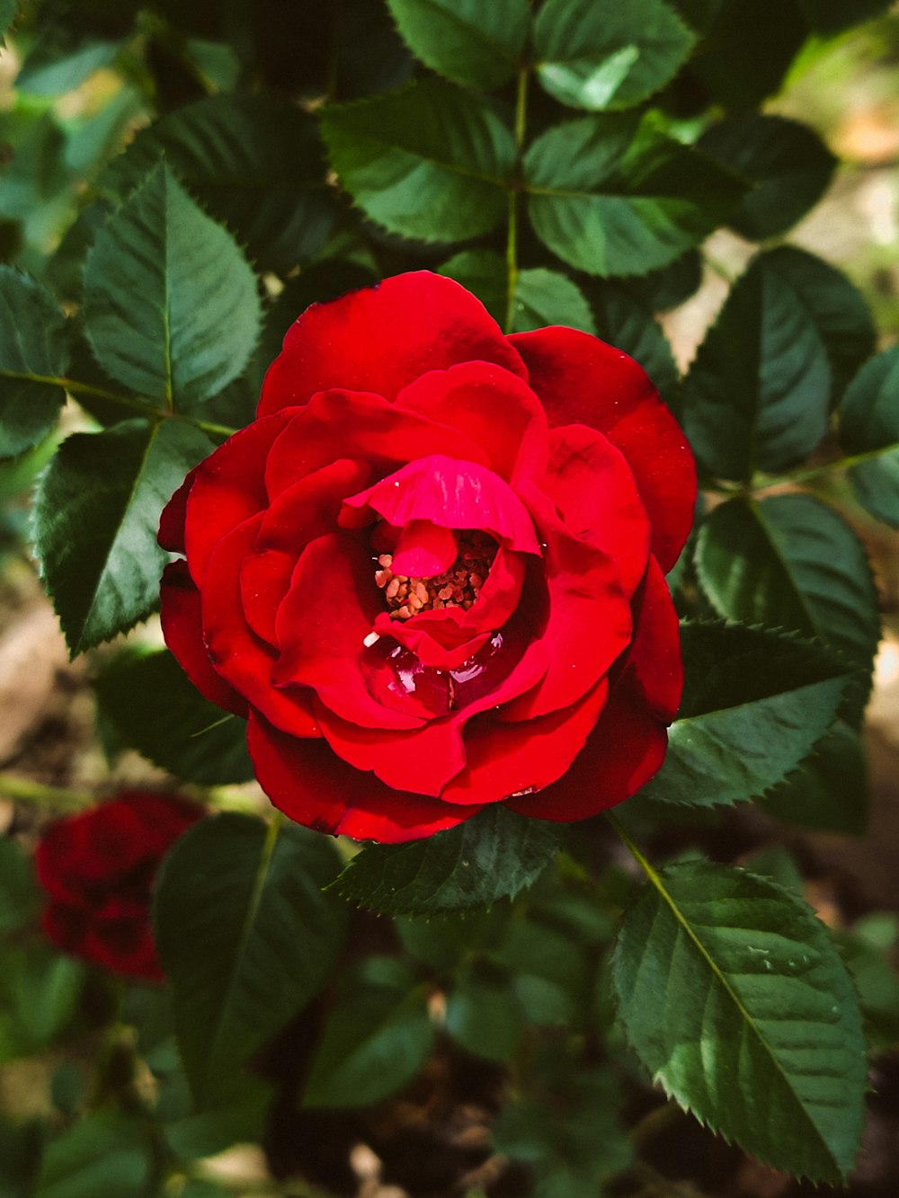 Rote Rose blüht tagsüber