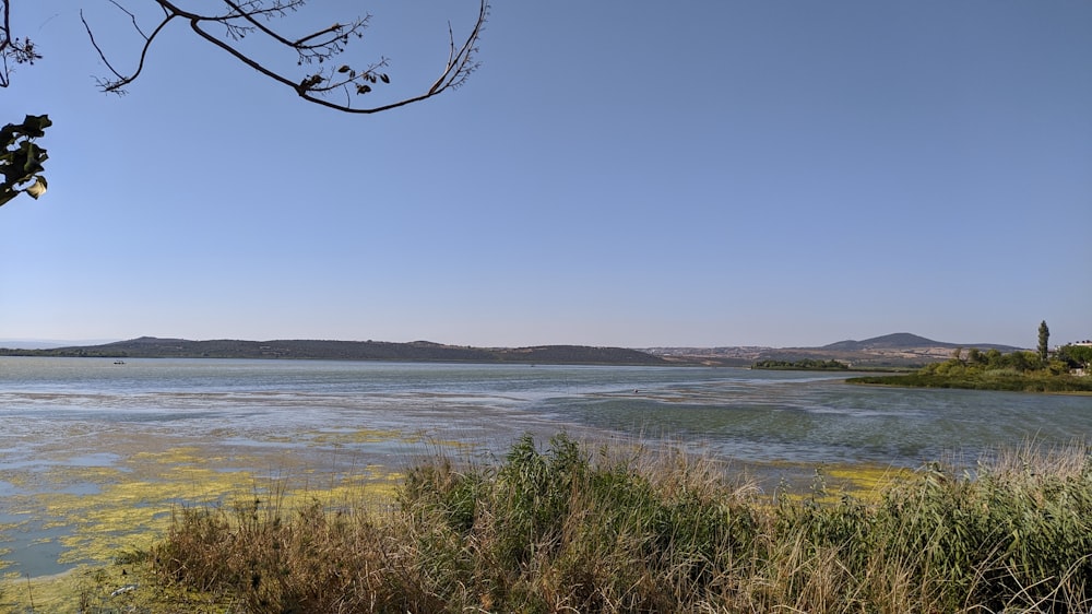 green grass near body of water during daytime