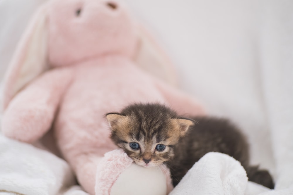 ピンクのテキスタイルに茶色のぶちの子猫