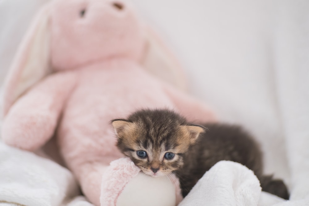 brown tabby kitten on pink textile