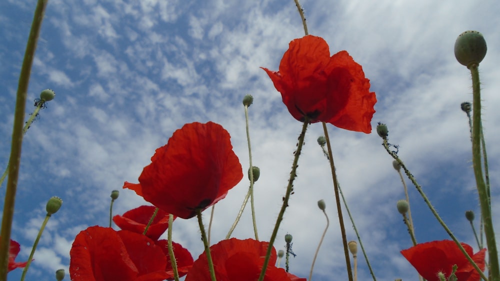 red flower under blue sky during daytime