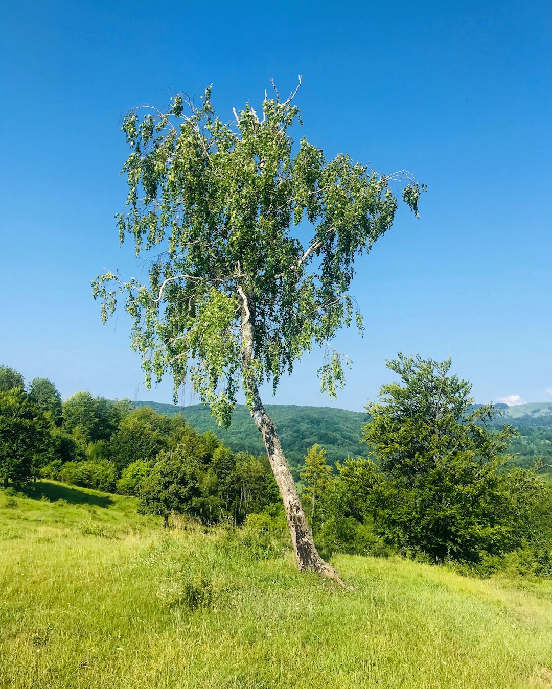 green tree on green grass field during daytime