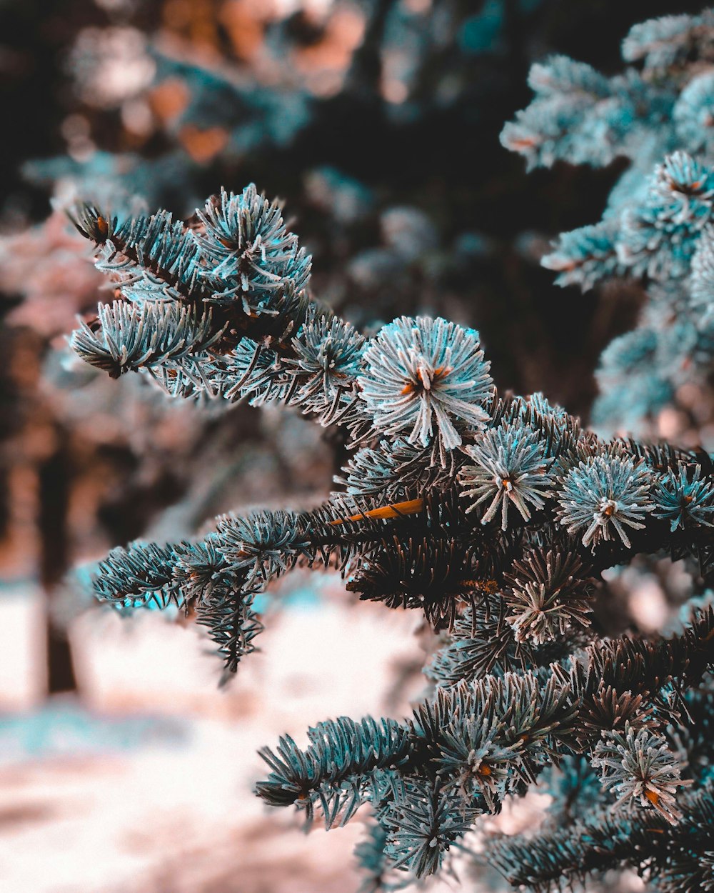 green pine tree covered with snow