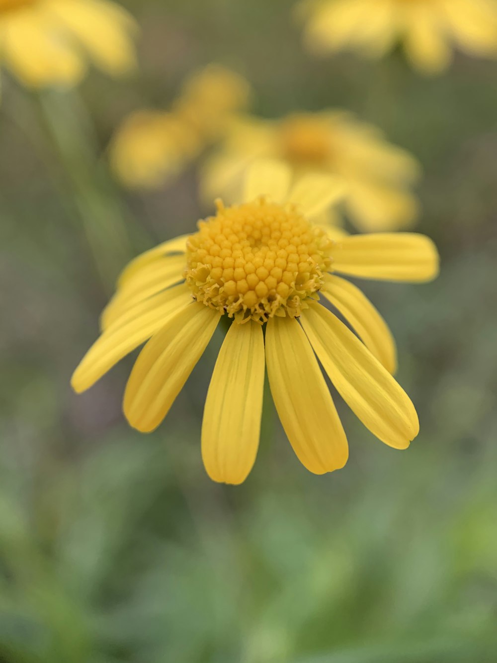 yellow flower in tilt shift lens