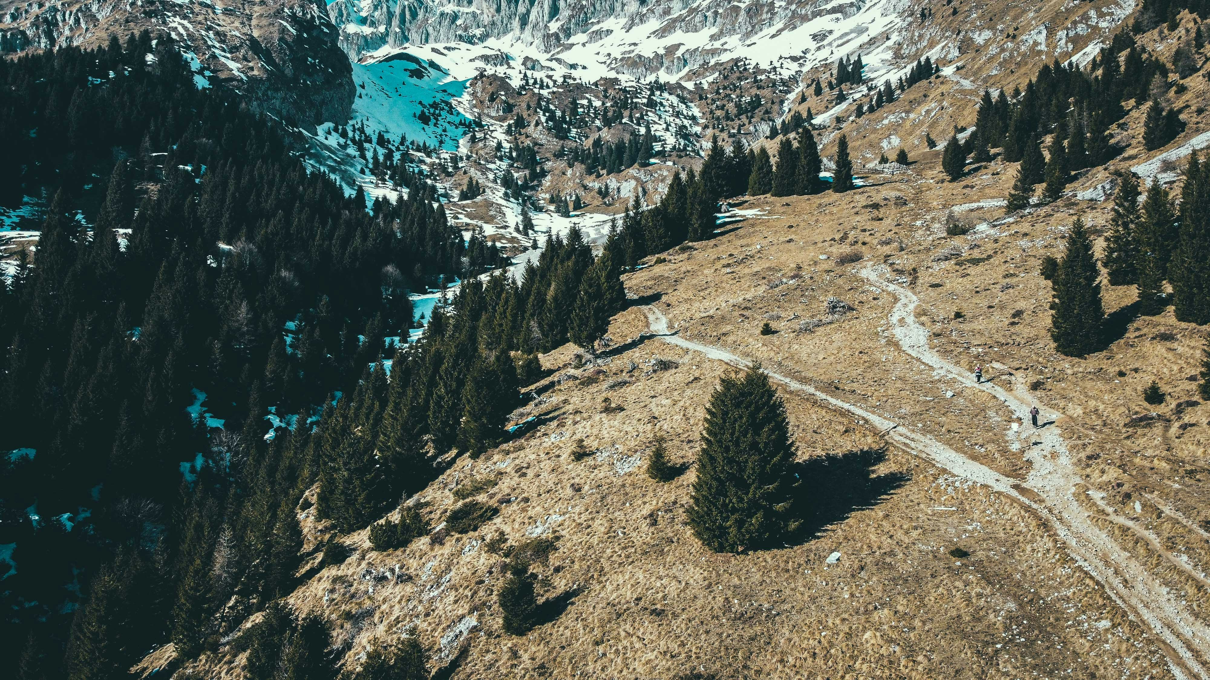 green pine tree on brown soil