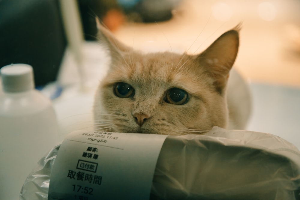 white and brown cat on white plastic bag