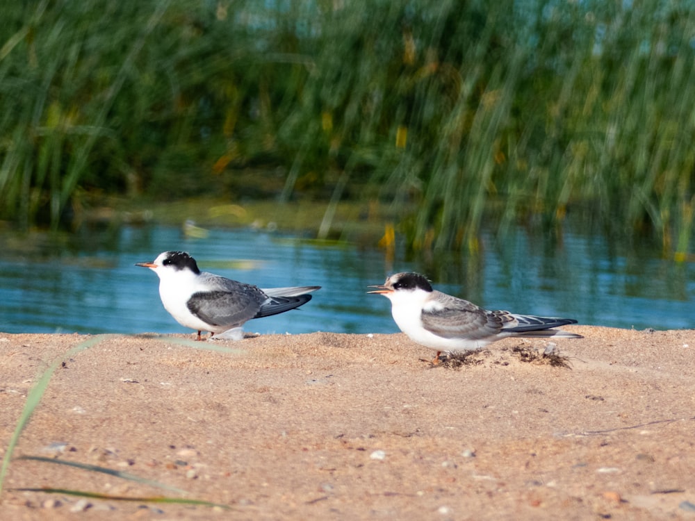 white and black bird on brown sand near body of water during daytime