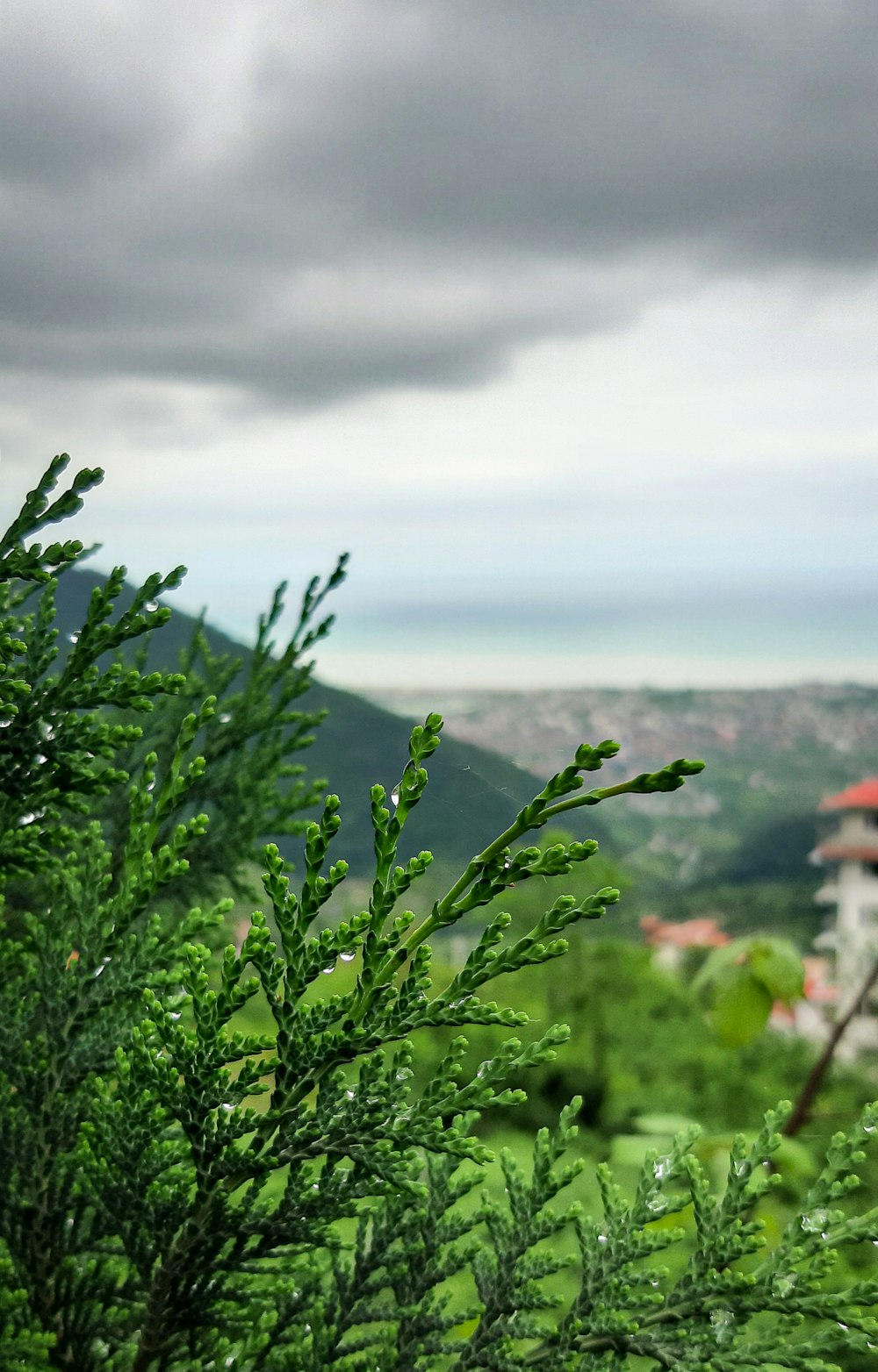 green plant on mountain during daytime