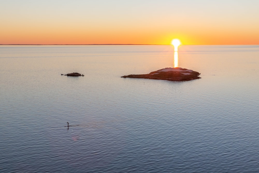 bird on body of water during sunset