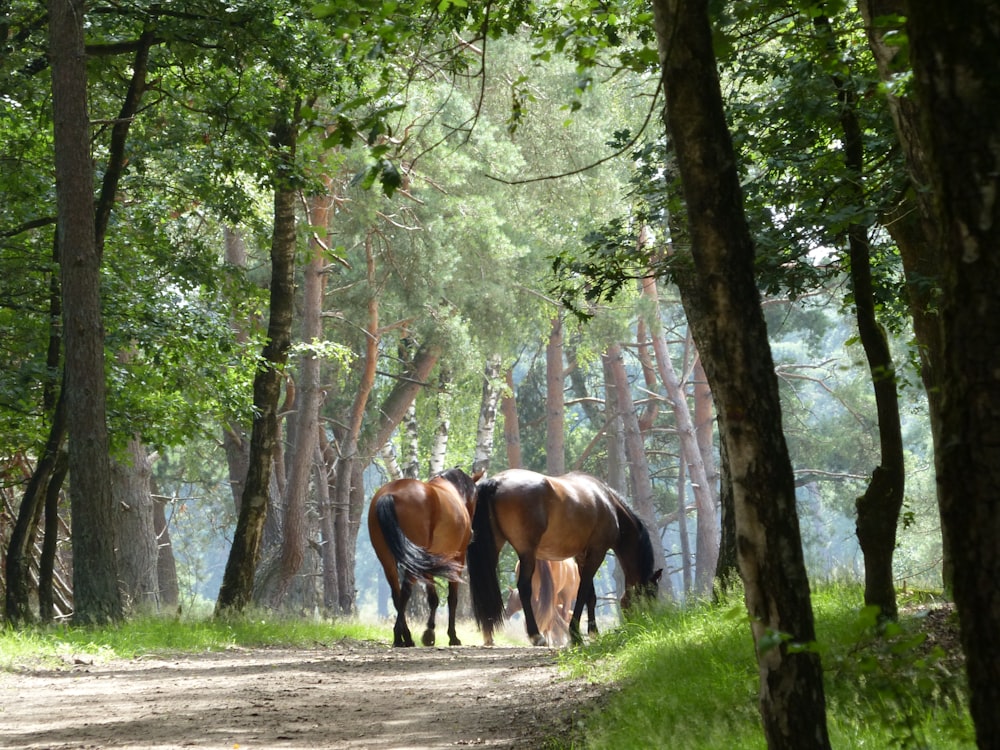 cavalo marrom no campo de grama verde perto de árvores verdes durante o dia