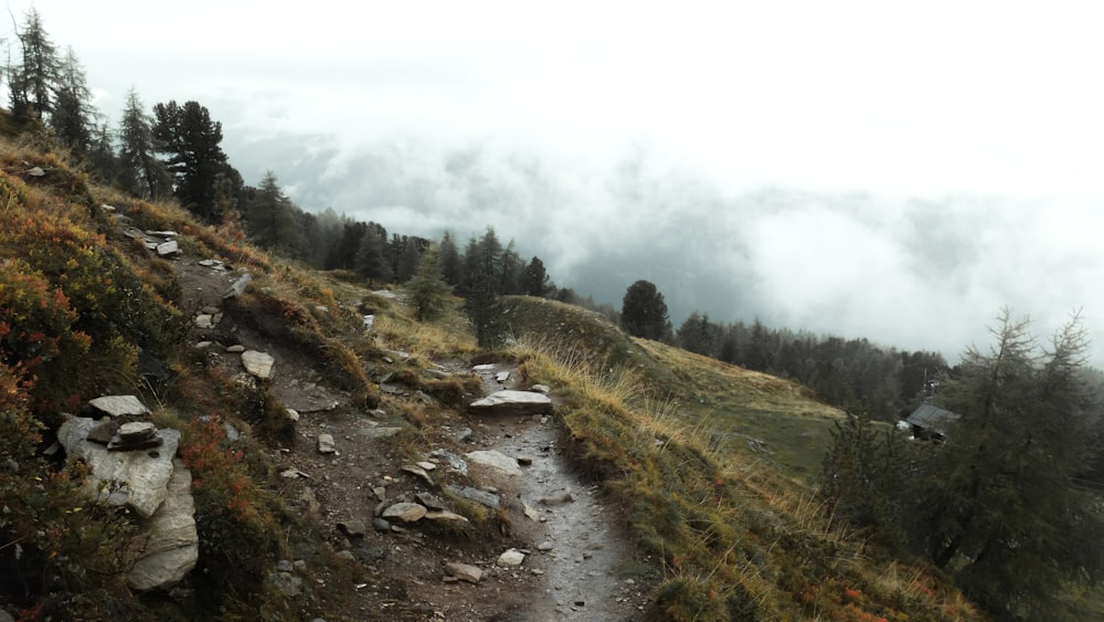 Grünes Grasfeld und Bäume tagsüber