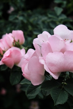 Delicate pink roses bloom amidst lush green foliage, with soft petals and a gentle gradient of color.