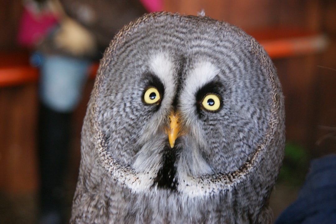 gray and black owl in close up photography