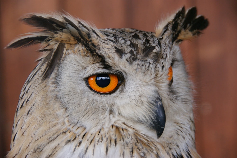 white and brown owl in close up photography