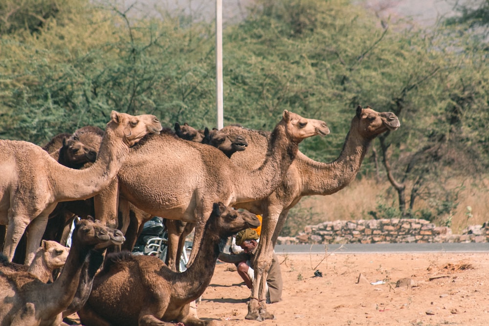 camels on brown field during daytime