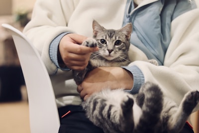 Cat Grooming & Bath
