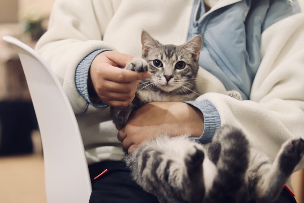 Person mit silber getigerter Katze