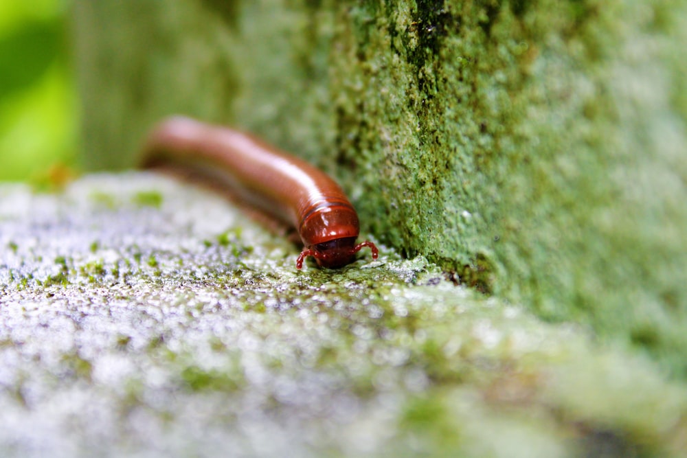 brown worm on green moss