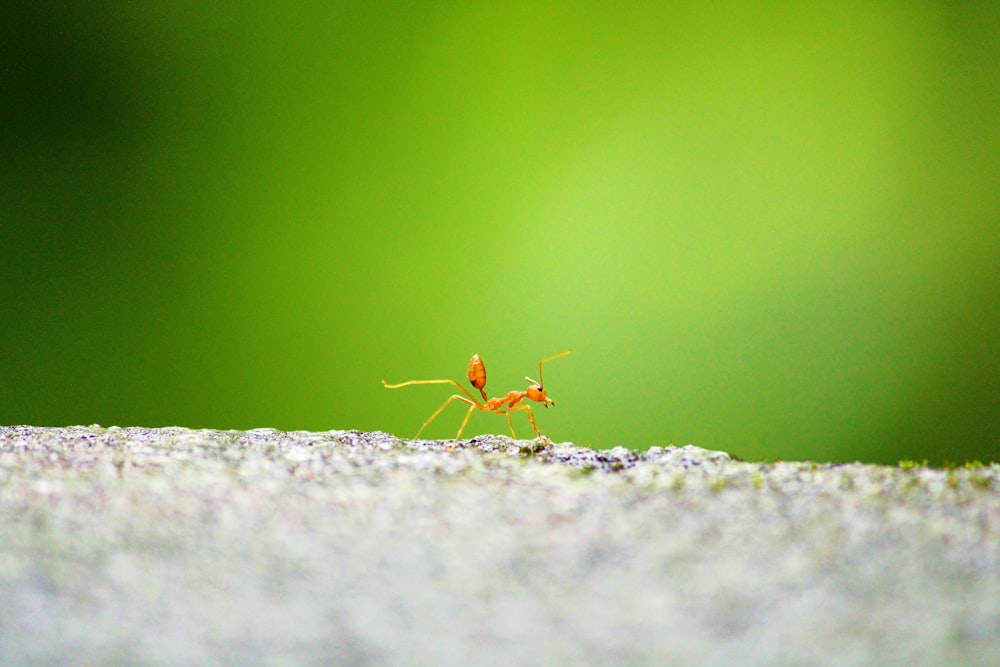 red ant on gray concrete surface