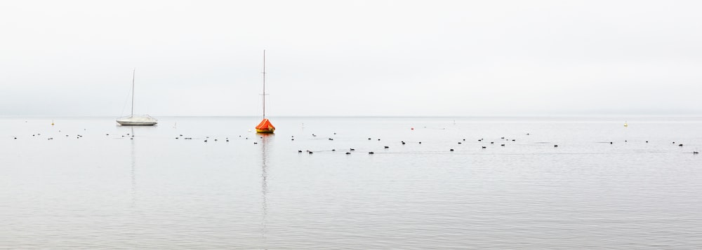 Aves en el cuerpo de agua durante el día