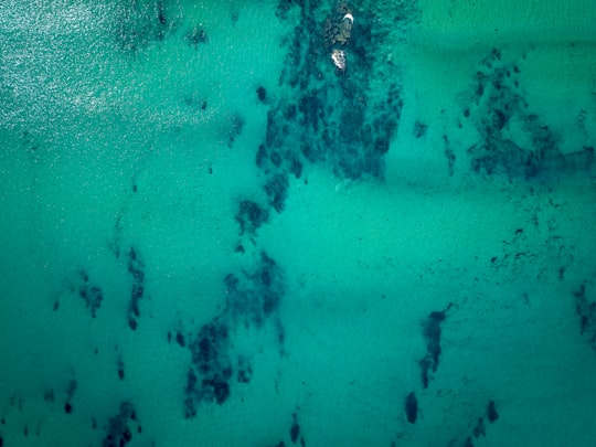 black and brown butterfly on blue water in Wilsons Promontory National Park Australia