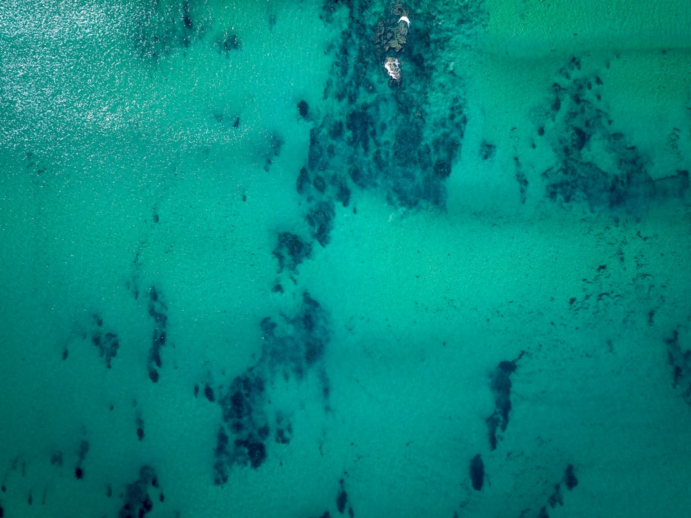 mariposa negra y marrón sobre agua azul