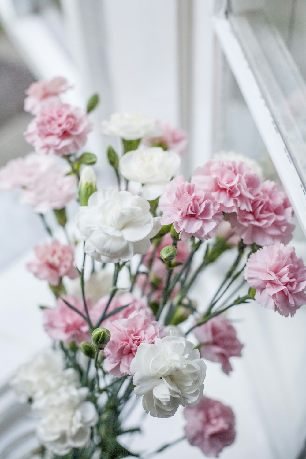 pink and white flowers in tilt shift lens