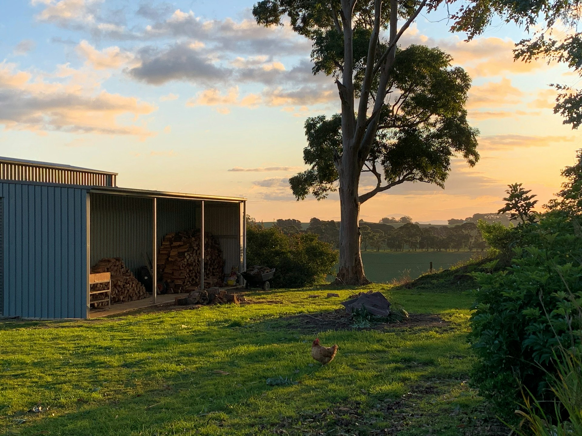 A vibrant scene of the farm with a colorful sunset backdrop, highlighting the peaceful ambiance of the chicken farmstead.
