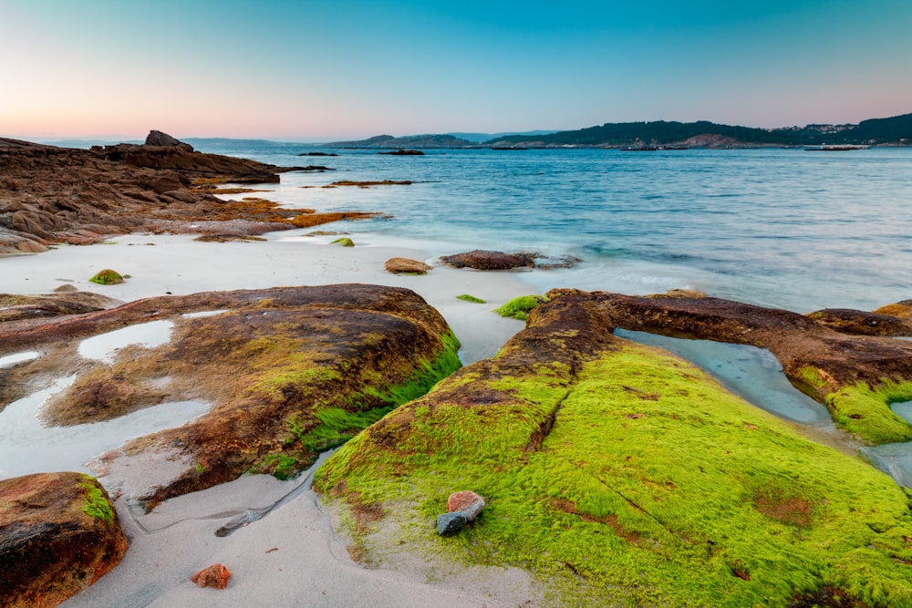 green moss on brown rock near body of water during daytime