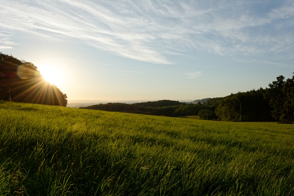 green grass field during daytime